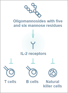 Immunodeficiency in Alpha-Mannosidosis