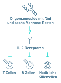 Immunodeficiency in Alpha-Mannosidosis